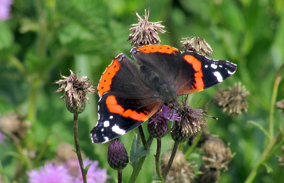 Vanessa atalanta - atalantalepke