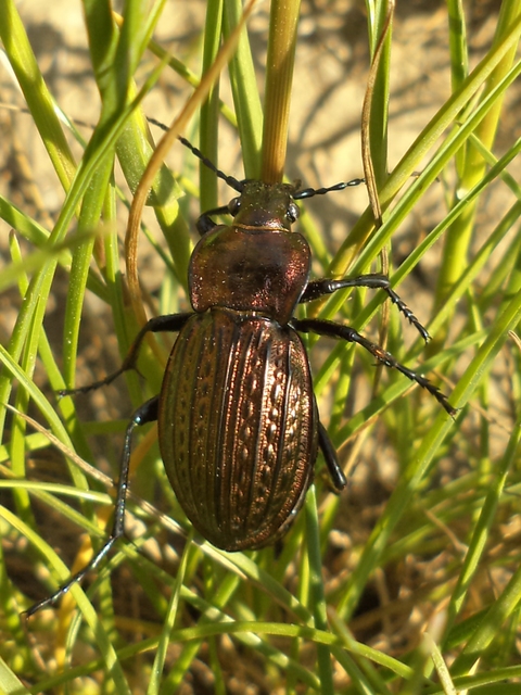 Carabus ulrichii - rezes futrinka Carabus ulrichii - rezes futrinka