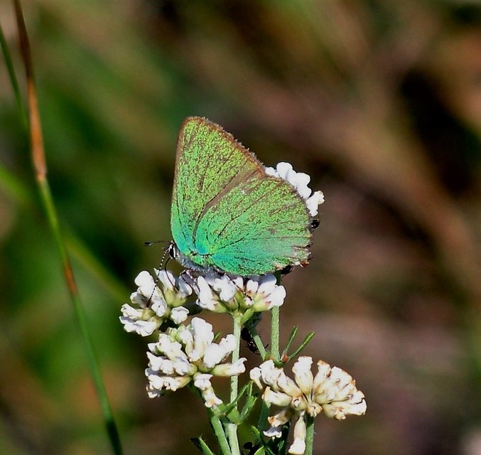 Callophrys rubi - zöldfonákú lepke