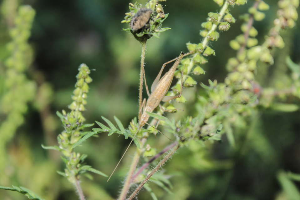 Oecanthus pellucens - pirregőtücsök