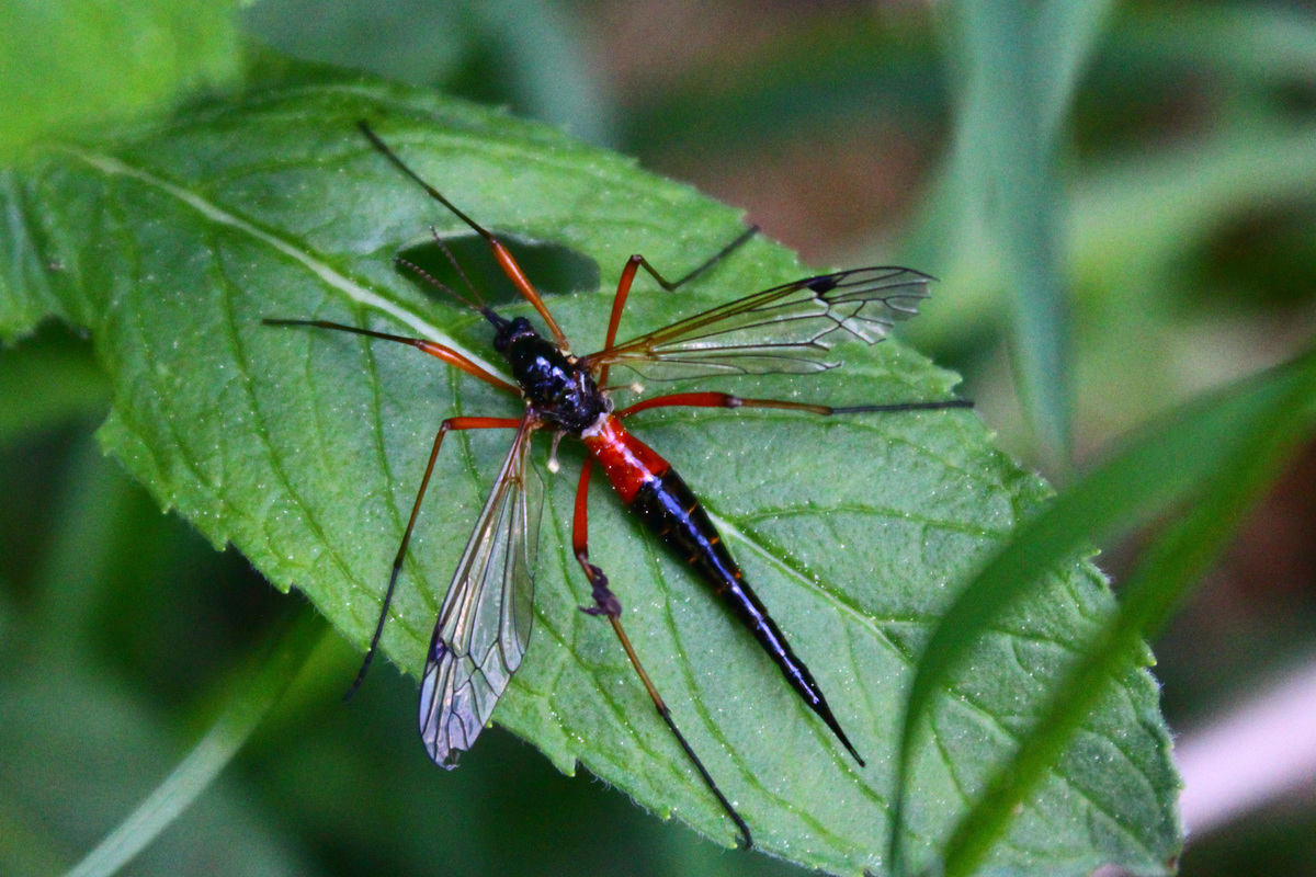 Tanyptera atrata - pirosfekete lószúnyog