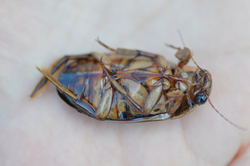 Dytiscus dimidiatus - tompacsípős csíkbogár