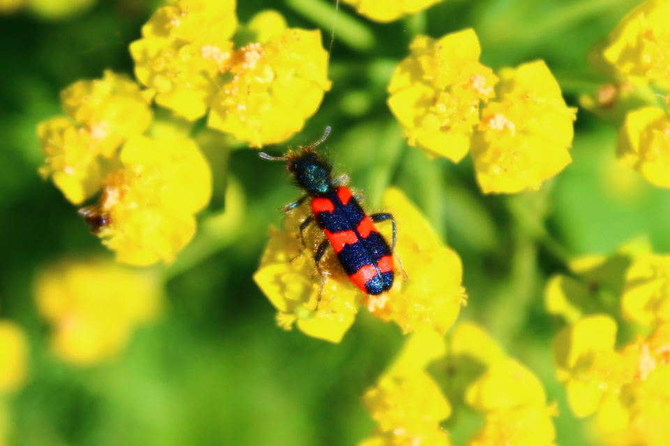 Trichodes favarius - hatfoltos méhészbogár