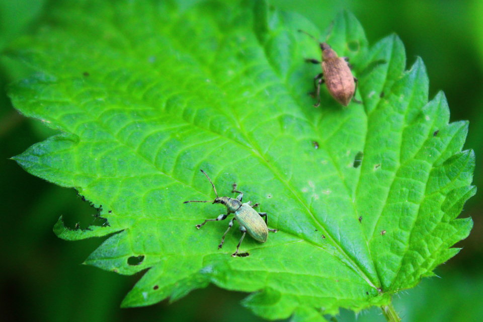 Curculionidae - ormányosbogár-félék