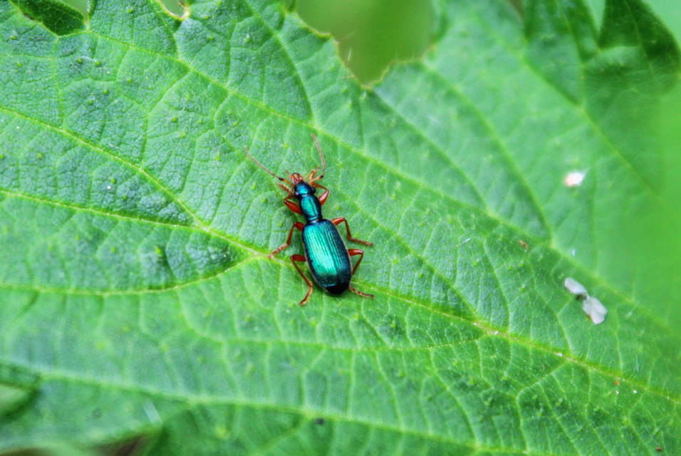 Drypta dentata - atlaszfutó