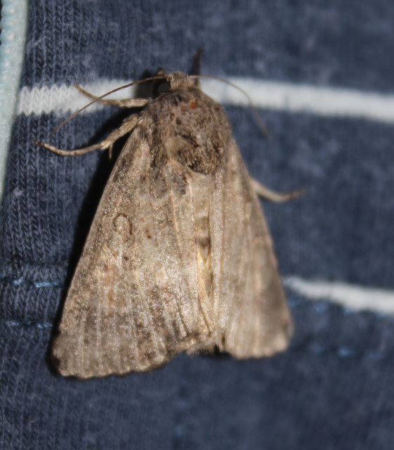 Thalpophila matura - fakó erdeibagoly