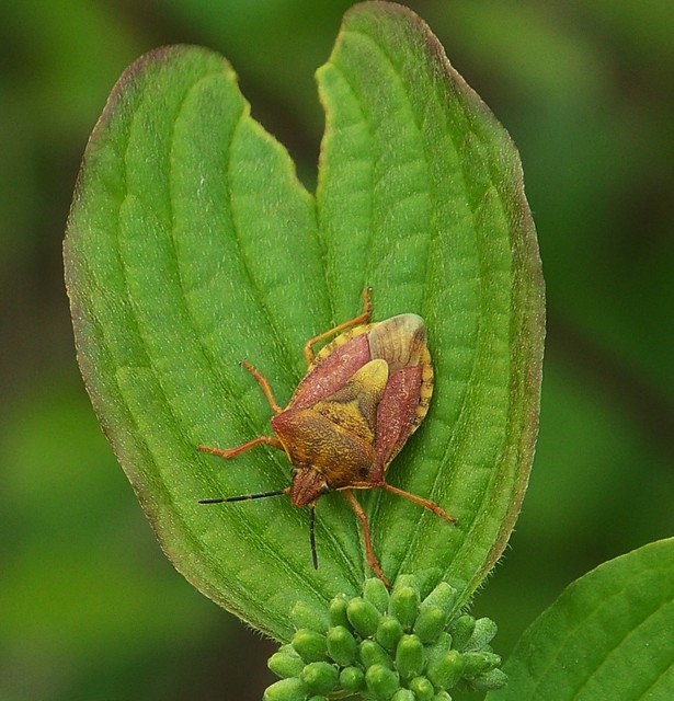 Carpocoris Carpocoris