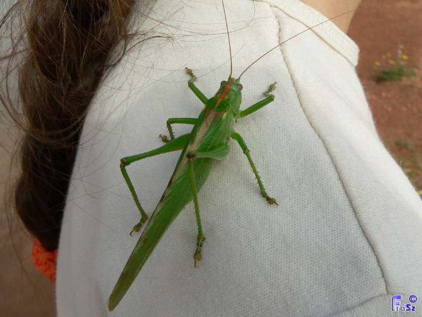 Tettigonia viridissima - zöld lombszöcske