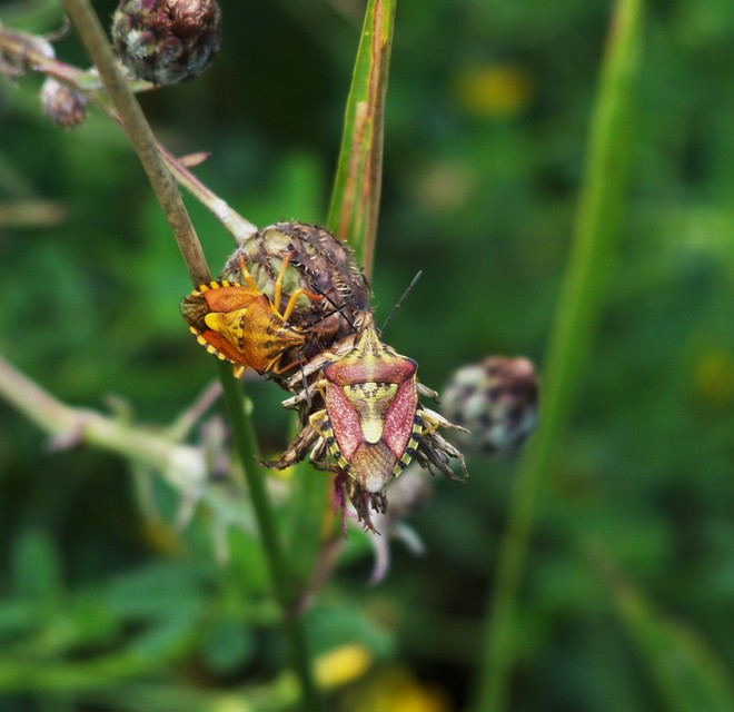 Carpocoris Carpocoris