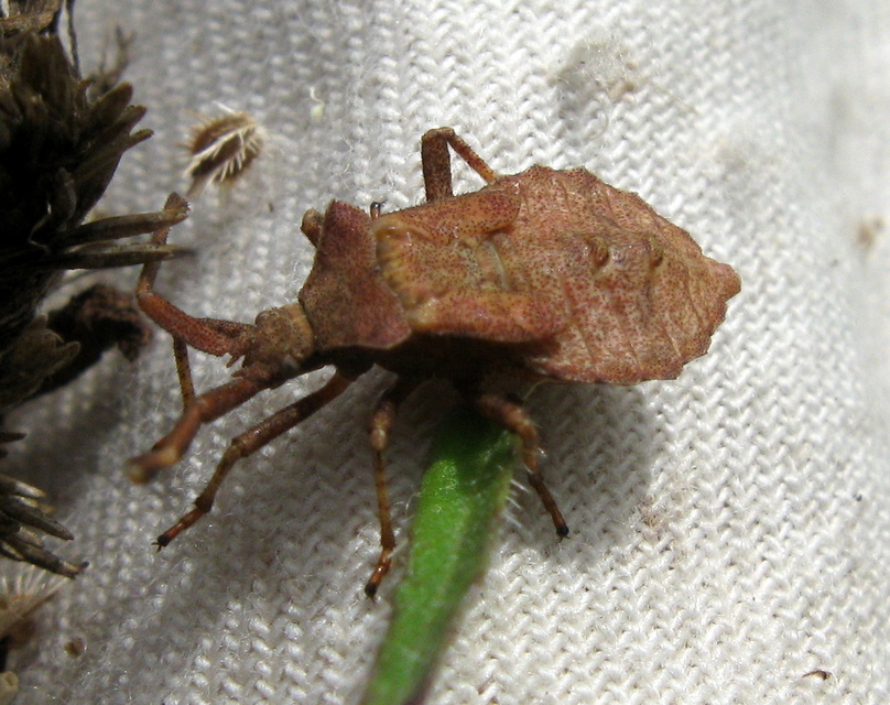 Coreus marginatus - közönséges karimáspoloska