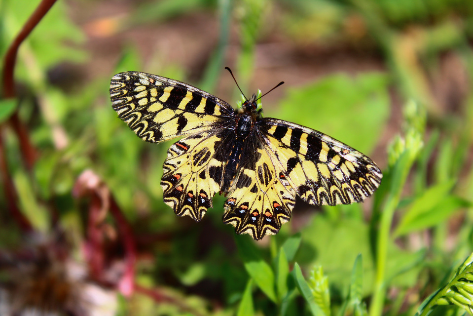 Zerynthia polyxena - farkasalmalepke