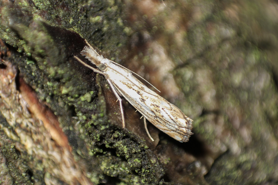 Catoptria falsella - hálós fűgyökérmoly