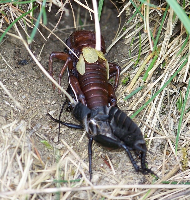 Gryllus campestris - mezei tücsök