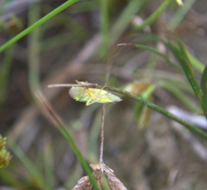 Cicadella viridis - méregzöld kabóca Cicadella viridis - méregzöld kabóca