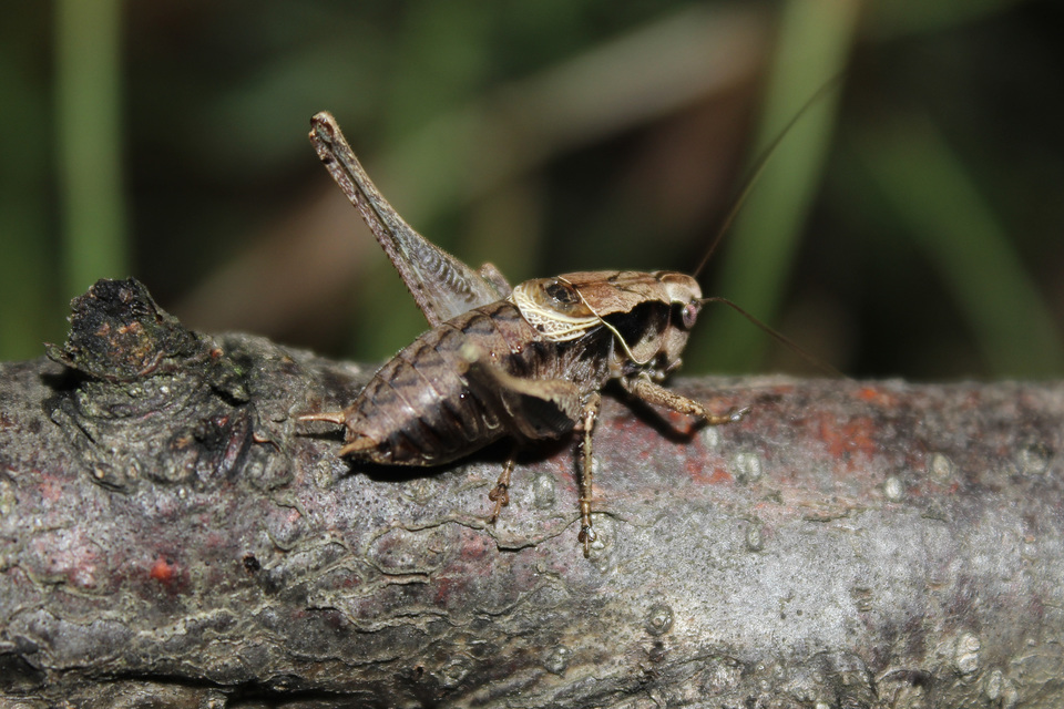 Pholidoptera griseoaptera - szürke avarszöcske