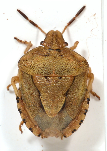 Antheminia lunulata - fakó gyümölcspoloska Antheminia lunulata - fakó gyümölcspoloska