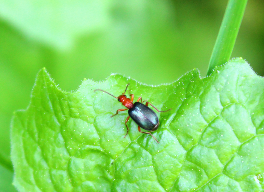 Brachinus explodens - kis pöfögőfutó