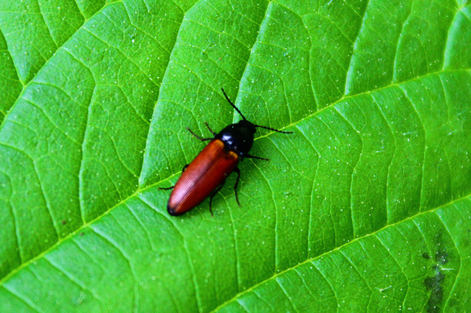 Ampedus
