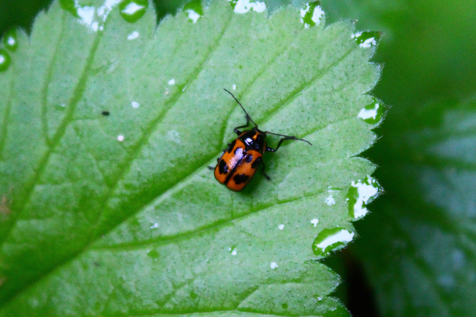 Cryptocephalus