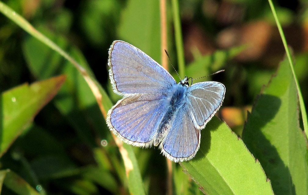 Polyommatus icarus - közönséges boglárka