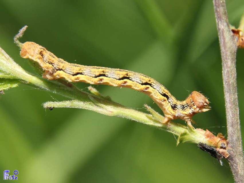 Erannis defoliaria - nagy téliaraszoló