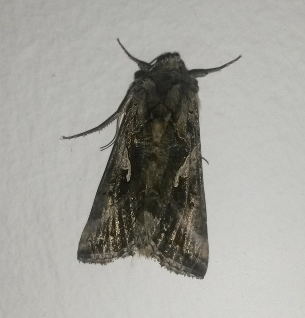 Autographa gamma - gammalepke