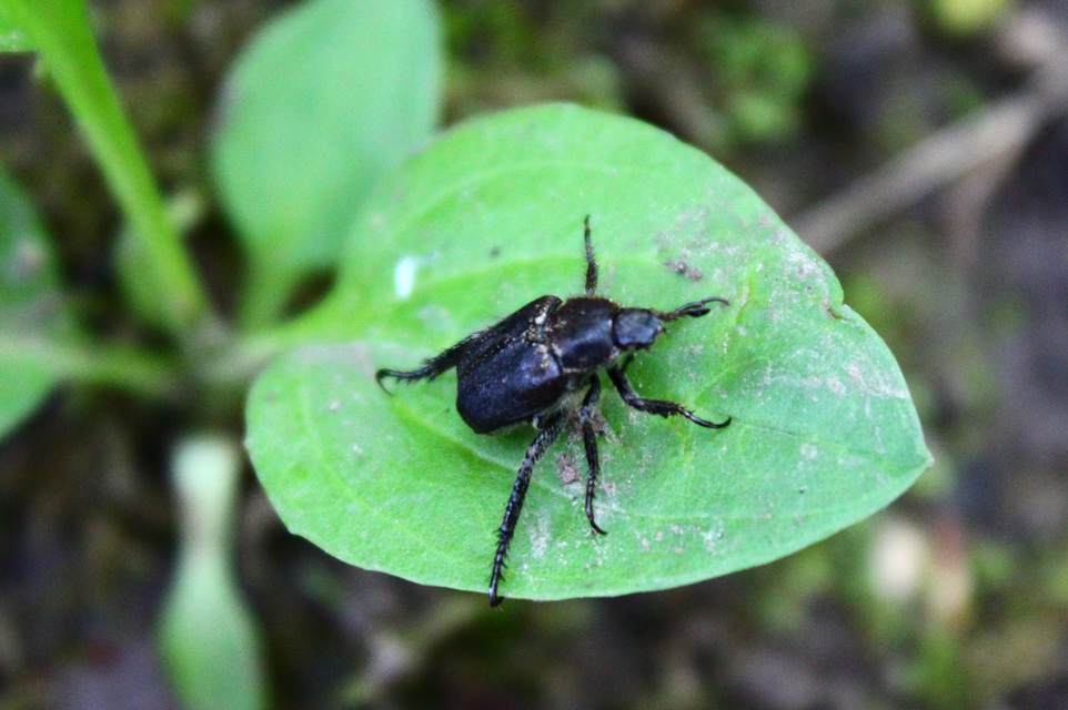 Hoplia praticola - réti virágcserebogár