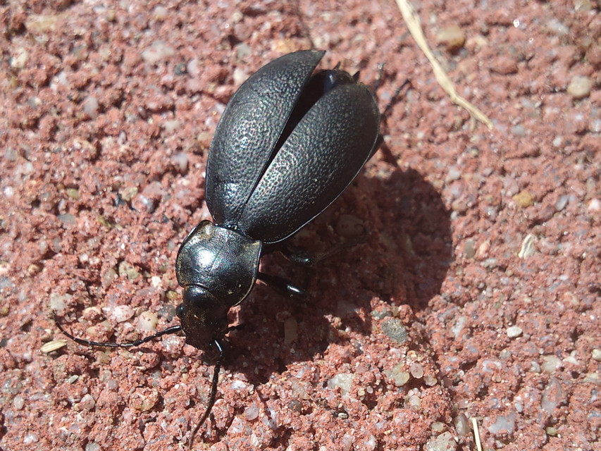 Carabus coriaceus - bőrfutrinka Carabus coriaceus - bőrfutrinka