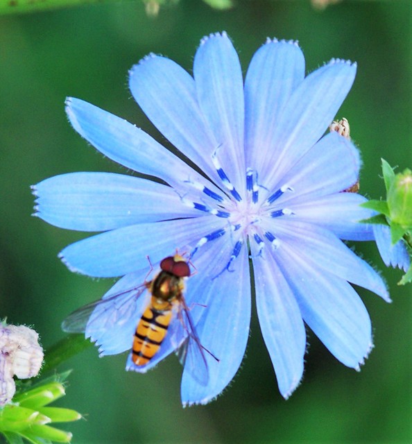 Episyrphus balteatus - ékfoltos zengőlégy