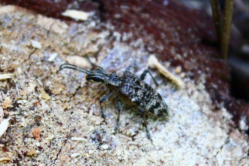 Rhagium inquisitor - fenyves-tövisescincér