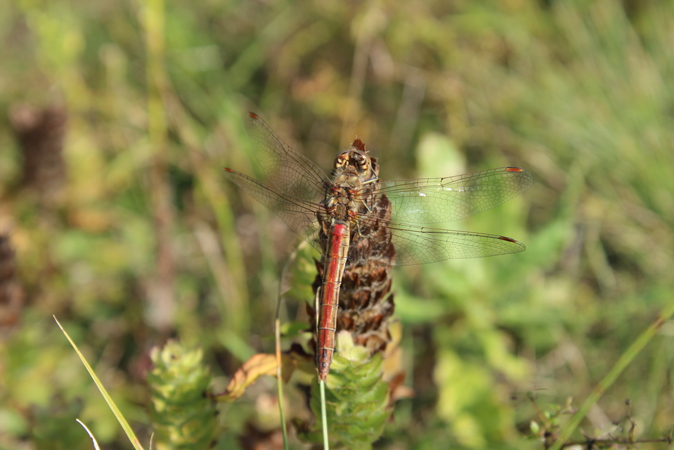 Sympetrum striolatum/vulgatum