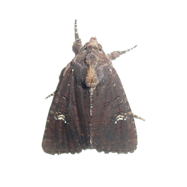 Mesapamea secalella/secalis