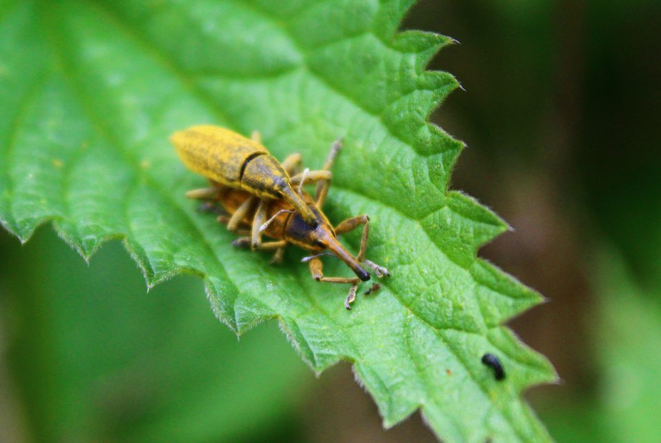 Lixus iridis - bürökfúró dudvabarkó