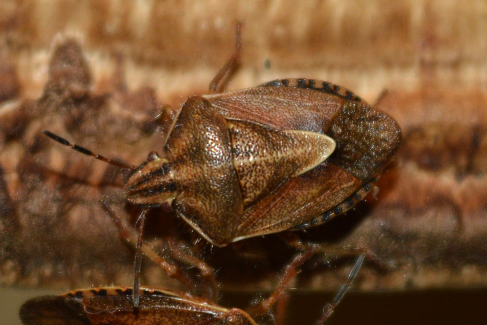 Antheminia varicornis