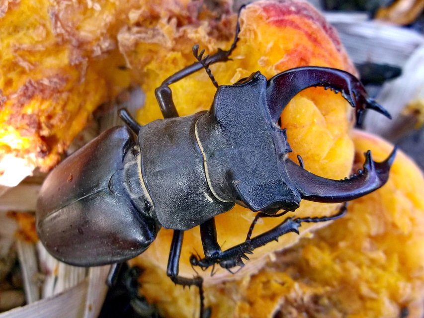 Lucanus cervus - nagy szarvasbogár