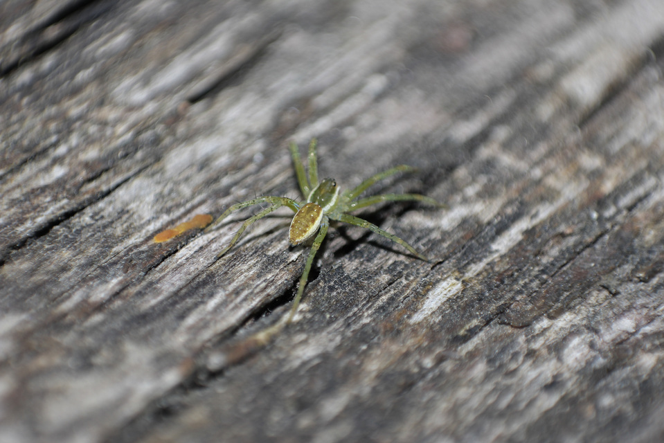 Dolomedes plantarius/fimbriatus
