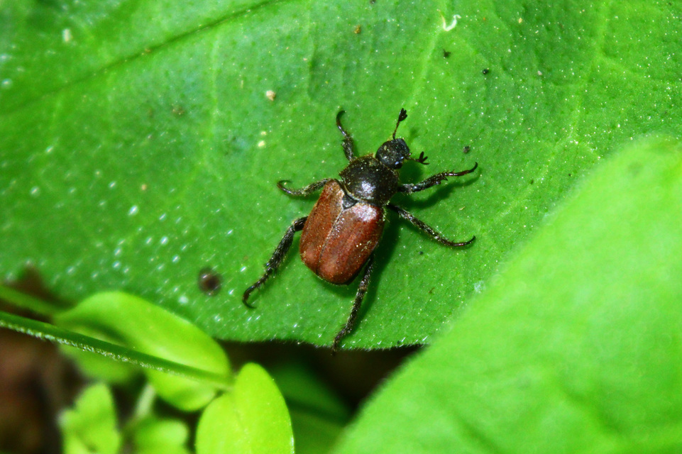 Hoplia philanthus