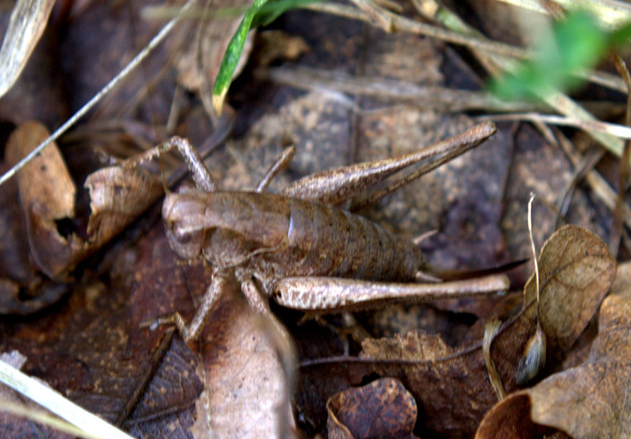 Pholidoptera griseoaptera - szürke avarszöcske