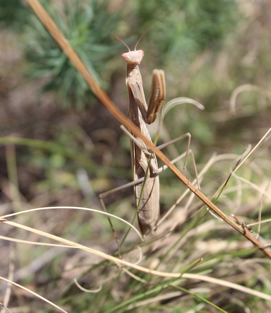 Mantis religiosa - imádkozósáska