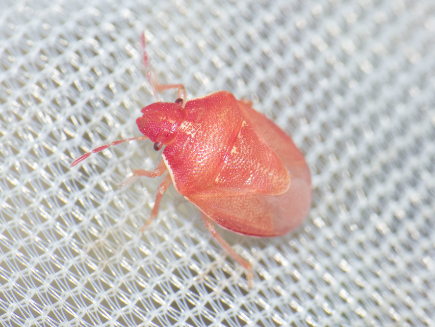 Rubiconia intermedia - bronzos címerespoloska Rubiconia intermedia - bronzos címerespoloska