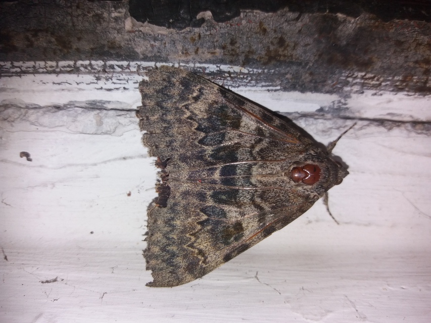 Catocala elocata - közönséges övesbagoly