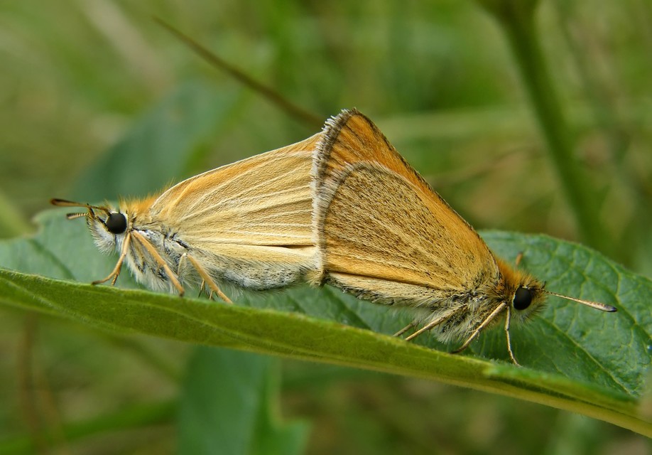 Thymelicus lineola - vonalas busalepke