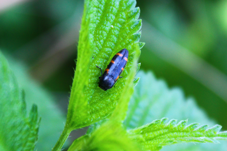 Ptosima undecimmaculata - sárgafoltos díszbogár