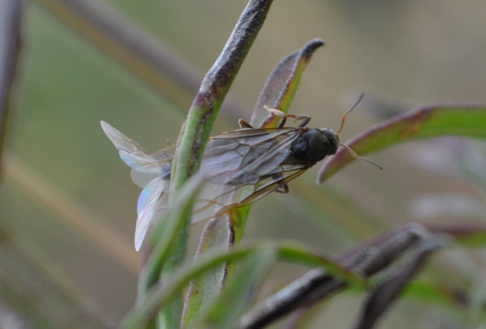 Lasius