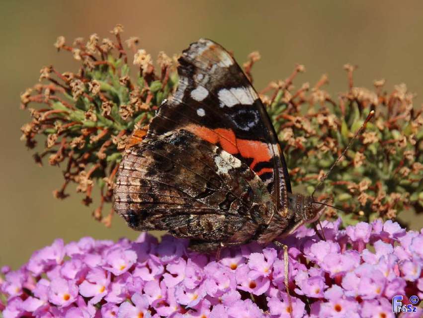 Vanessa atalanta - atalantalepke
