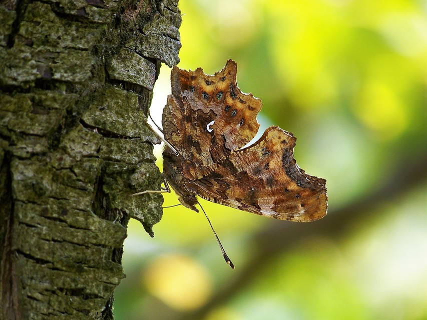 Nymphalis c-album - C-betűs lepke