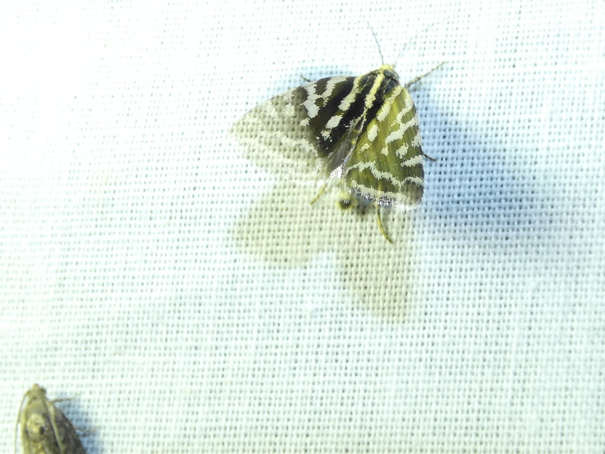 Emmelia trabealis - zebrabagoly