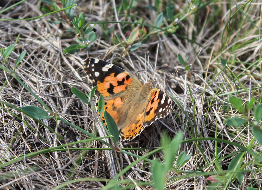 Vanessa cardui - bogáncslepke