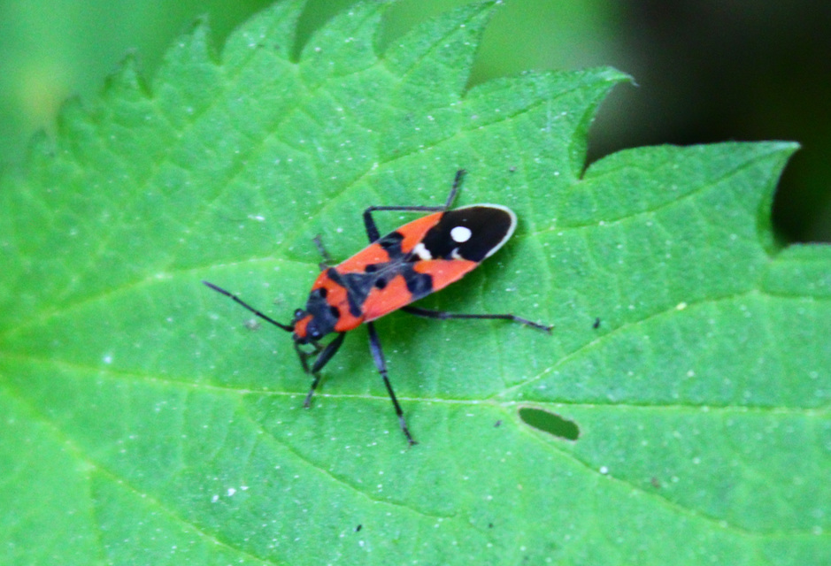 Lygaeus equestris/simulans
