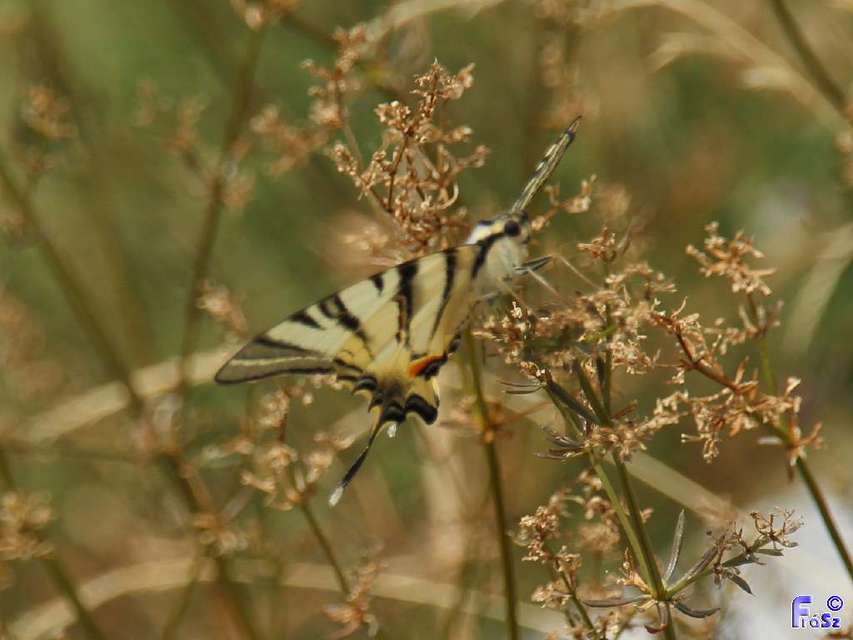 Iphiclides podalirius - kardoslepke